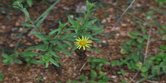 Pulicaria wightiana